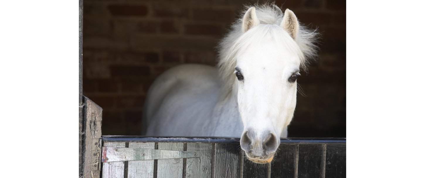 Sdan fodrer du din pony korrekt