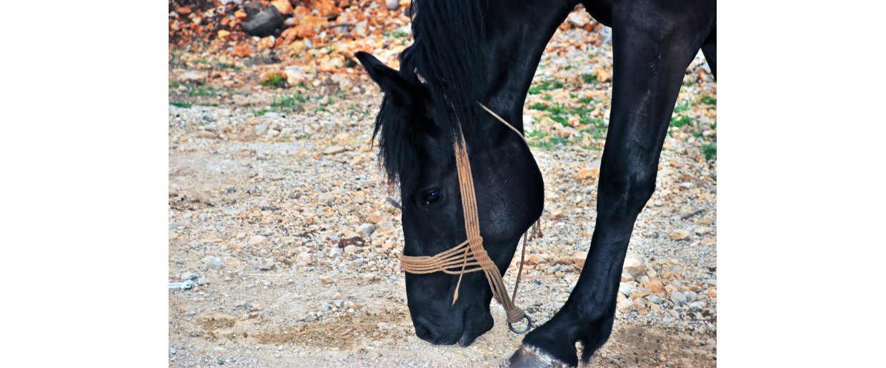 Hvorfor er min njsomme hest s sulten og sur  selvom den fr sit grovfoder?