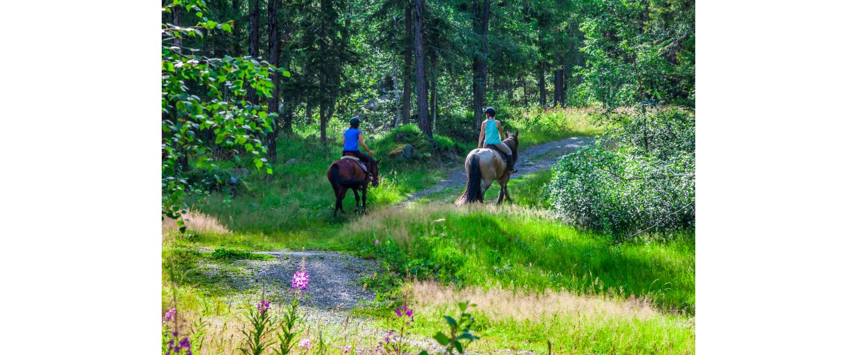 Hvor kommer energien fra, når hesten fodres med lavt stivelse og sukker?