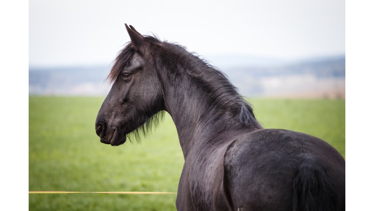 Fedtkam hos heste  den vigtigste advarsel, du med fordel kan lre at se