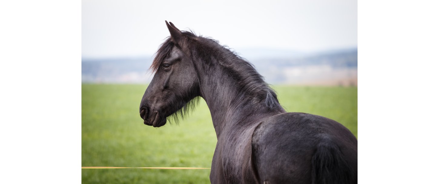 Fedtkam hos heste  den vigtigste advarsel, du med fordel kan lre at se
