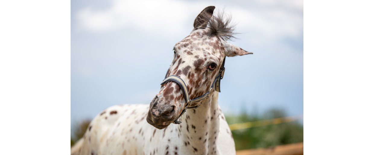 Er protein virkelig skadeligt for �ldre heste � eller har vi misforst�et noget?