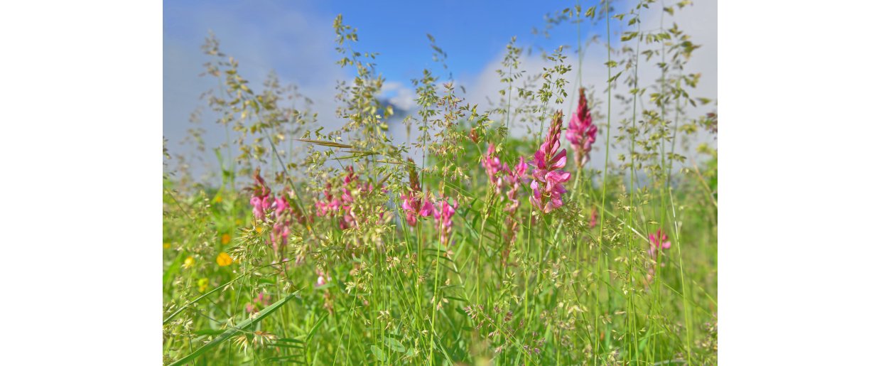 Esparsette til heste  fordel eller faldgrube?