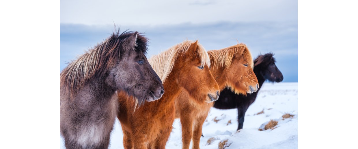 Knopper, tr eller fedtet hud og kle  sdan hjlper du hesten