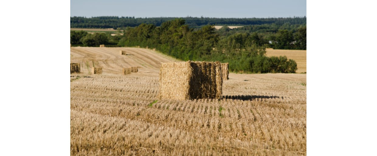 Halm som hestefoder – er det overhovedet en god idé?