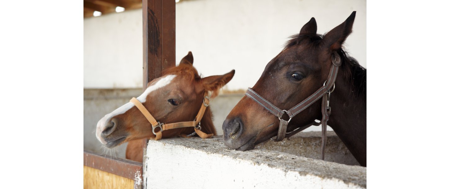 Madaggression hos ungheste: Det handler ikke om opfrsel  men om mangel