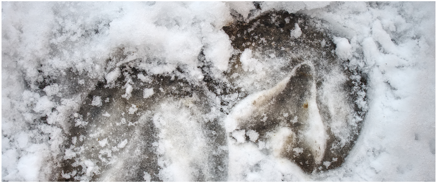 Kulde og forfangenhed