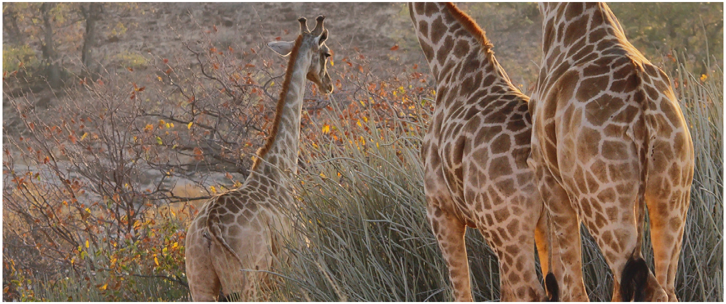Palmeolie, hvad er det for en giraf?