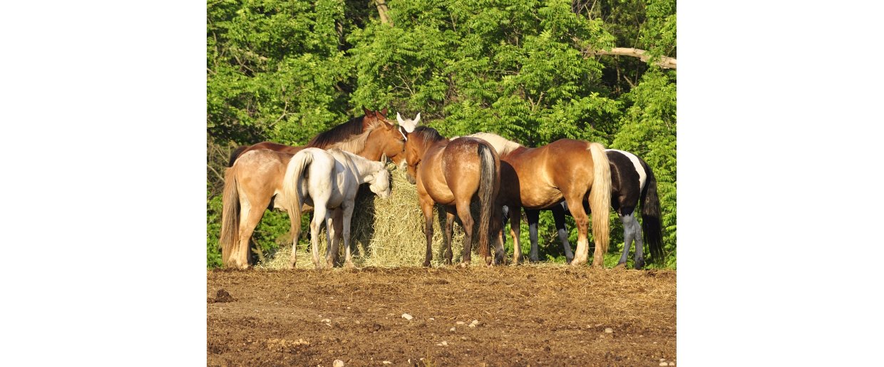 Mavesr hos heste  den oversete rsag, ingen taler om (og hvad du faktisk kan gre noget ved)