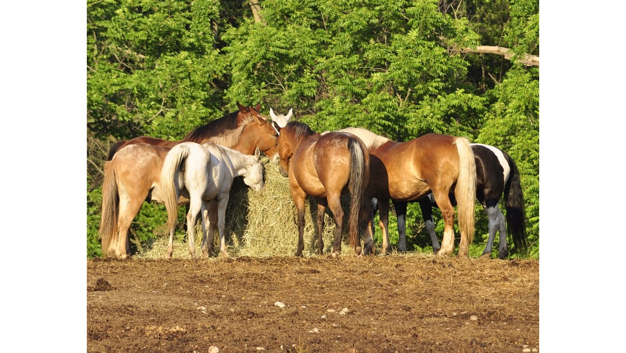 Mavesr hos heste  den oversete rsag, ingen taler om (og hvad du faktisk kan gre noget ved)