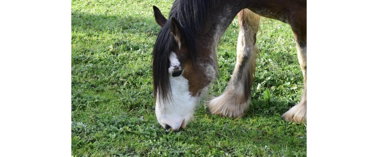 Mallenders & Sallenders  nr hud, pels, milj og foder mdes: protein, soja, lucerne, esparsette og