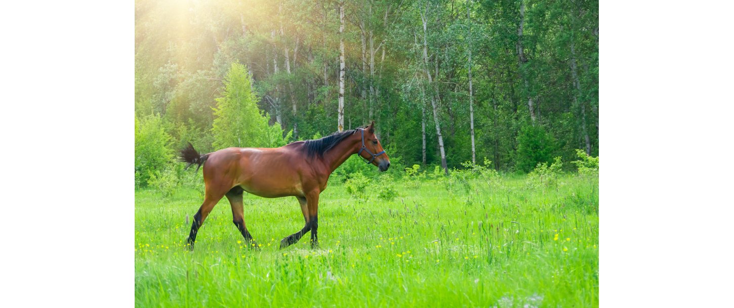 Hvor meget sukker fr din hest fra grsset?