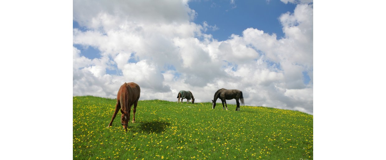 Sukker, fruktan, forfangenhed og livsstilssygdomme  hvad ved vi egentlig?