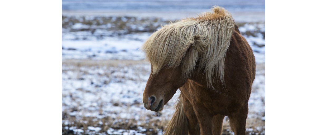 Nr hesten ndrer adfrd: Hvorfor mavesr ikke altid er forklaringen
