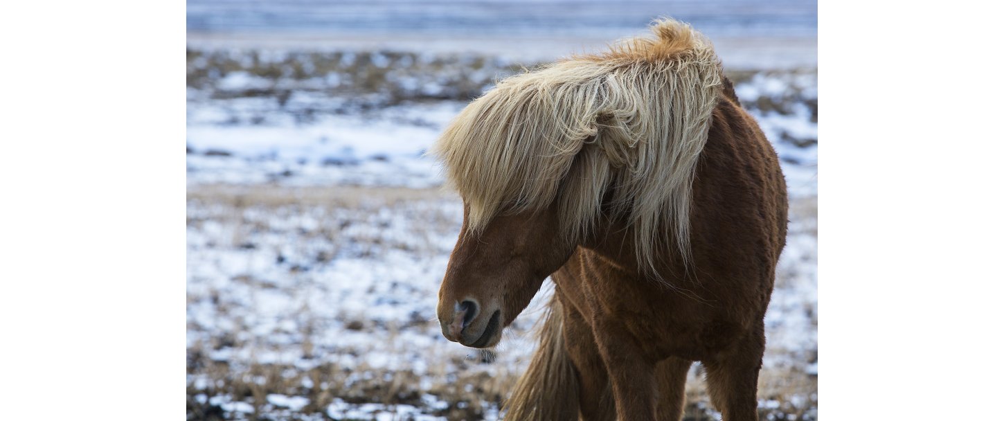 Nr hesten ndrer adfrd: Hvorfor mavesr ikke altid er forklaringen