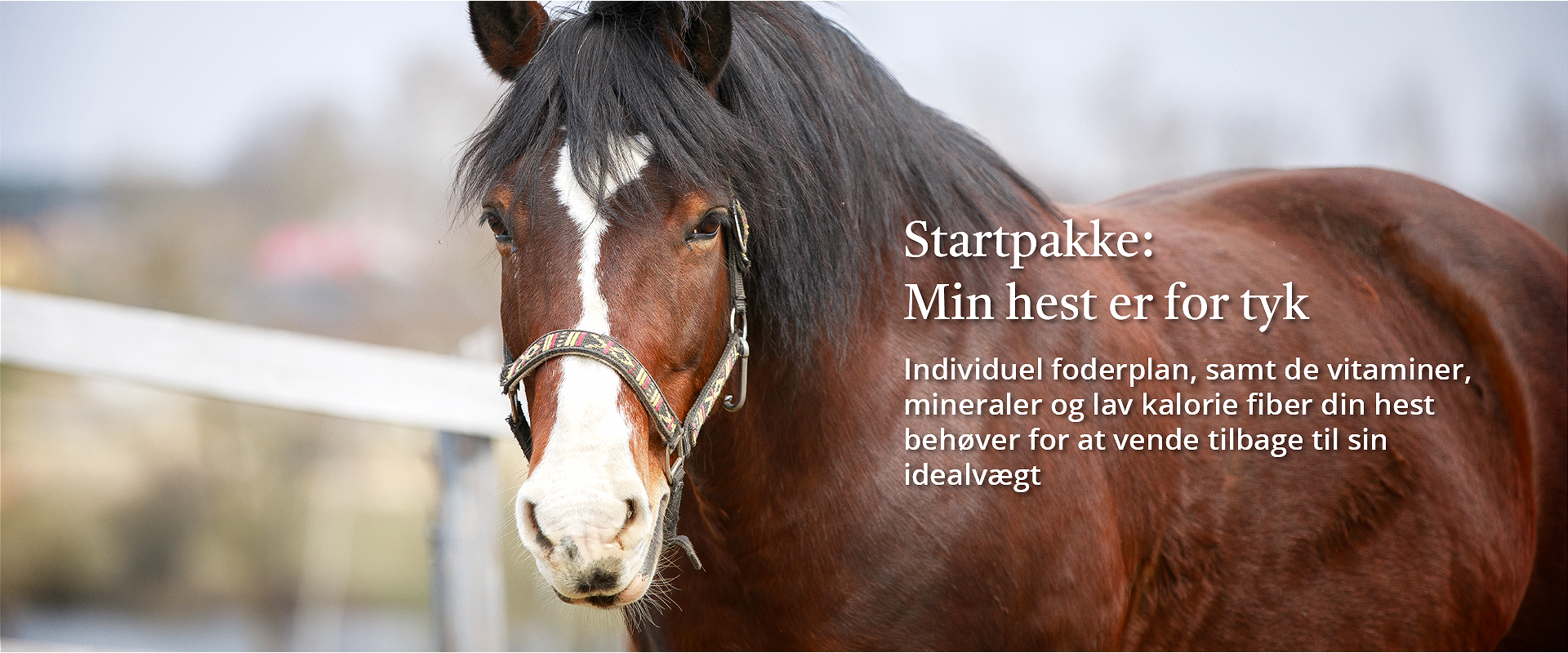 Banner for Min hest er for styk startpakke