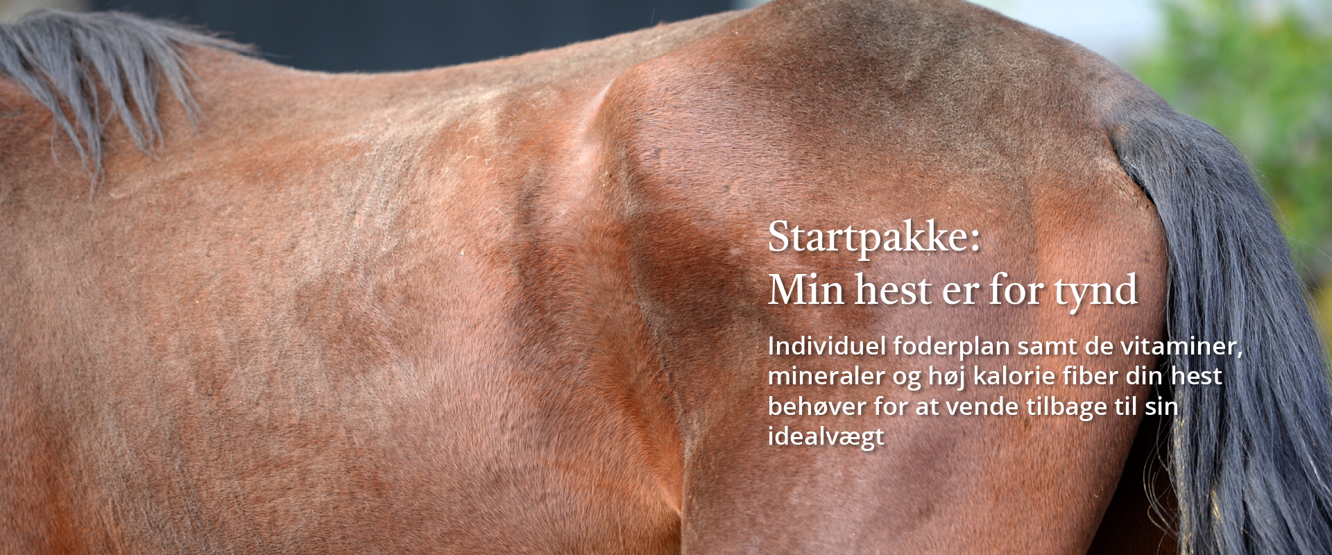 Banner for min hest er for tynd startpakke