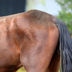 Startpakke: Hjlp min hest er for tynd