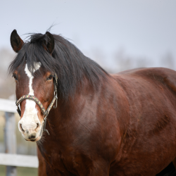 Startpakke: Hjlp min hest er for tyk