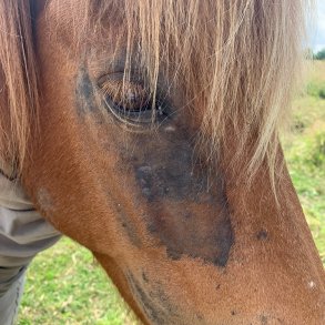 Startpakke: Ssonbetinget hududfordringer